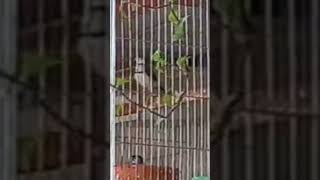 Owl Finch Male Singing And Dancing owlfinches finchs birds petbird OliPets [upl. by Ssew]