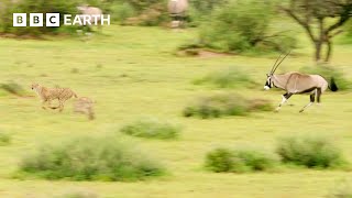 Can Young Cheetahs Hunt These Antelope  Animals With Cameras  BBC Earth [upl. by Rakabuba213]