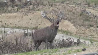 Red Stag roaring [upl. by Ahsekar]