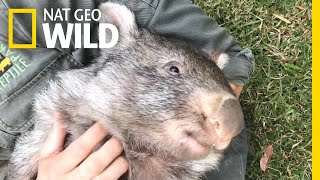 George the Wombat Begins New Life in the Wild  Nat Geo Wild [upl. by Teragramyram]