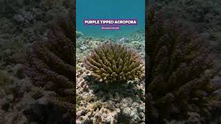 Wild tricolourbonsai purple tipped Acropora coral shorts ocean nature coral aquarium acro [upl. by Dunn598]