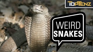 Top 10 Most Interesting SNAKES [upl. by Archibold]