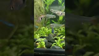 When Glass Bloodfin Tetra Meet Harlequin Rasbora aquarium fish relaxing [upl. by Julietta376]