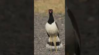 Redwattled Lapwing shorts shortsfeed birds [upl. by Hnilym]