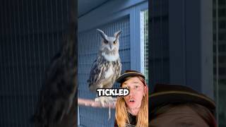 Owl Gets TICKLED Funny MrBeast Viral [upl. by Willmert]