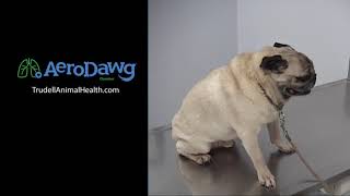 Hear What a Coughing Dog with Bronchitis Sounds Like  Pug [upl. by Elleiram]