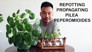 How To Repot amp Propagate  Pilea Peperomioides [upl. by Neelrahc]