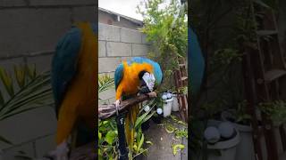 Macaw jamming and dancing to the Cupid challenge song [upl. by Marleen749]