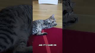 This DIY Cat Toy Drives My Kitten Crazy catlife cat felinefascination [upl. by Reinnej262]