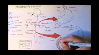 Digestive System Anatomy [upl. by Helen]