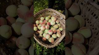 Peach very crispy and fresh  harvesting fresh peach fruit shorts ytshorts satisfying [upl. by Mcquade]