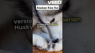 Alaskan Klee Kaifacts animals wildlife knowledge [upl. by Ajtak]