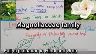 Magnoliaceae FamilyVegetative characters and floral charactersEconomic importance [upl. by Eimmis]