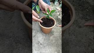 Grew Rose Plants From Leaves shorts youtubeshorts trending rose [upl. by Eydie982]