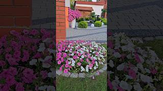 Supertunia Vista 🌺 Gigant wśród kwiatów 💚 garden ogród flowers passion love [upl. by Rimaj]