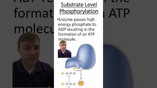 Substrate level vs oxidative phosphorylation [upl. by Favin]