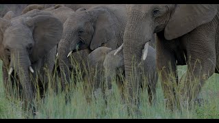 Elephant herd gets spooked elephants [upl. by Ydak]