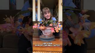 Christmas Cactus Care  Easy Tip For Watering [upl. by Kan728]