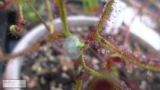 Carnivorous plants Drosera binata var multifida f extrema vs Green Lacewing [upl. by Alusru19]