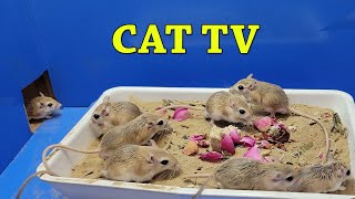 Mice For Cats To Watch  Cat Tv  Mice in The Jerry Mouse Hole  10 Hours Video for Cats [upl. by Drarehs154]