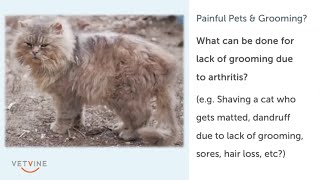 Tips for grooming a painful dog or cat [upl. by Adnilre77]