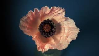 Timelapse of poppies [upl. by Ardet]