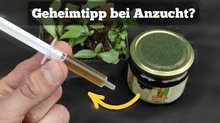 kaum bekanntes Hausmittel als idealer Dünger für Pflanzen Test [upl. by Aicilaanna]