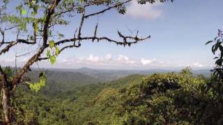 Rainforest in Ecuador Mashpi Reserve [upl. by Eniloj]