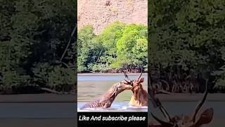 Raw Power Komodo Dragon Attacks Deer in River  Shocking Animal Footage [upl. by Mobley]