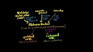 Schneid Guide to Horizontal Conjugate Eye Movement Control Systems VOR smooth pursuit saccades [upl. by Jodie608]