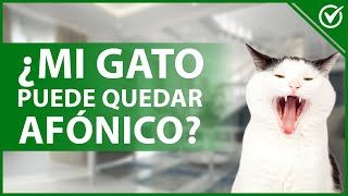 🐱​ ¿Mi gato podría llegar a PERDER LA VOZ o quedar afónico  Conoce la verdad 🔇🐱​​ [upl. by Julienne]