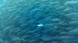 over 75tons all catching tuna part 1 kinagat ng pating buhaymandaragatfishing seafoodgianttuna [upl. by Aciraa378]