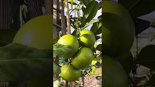 This is Sapote fruit tree and will be planted in my backyard soon 😜 [upl. by Rothstein]