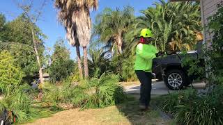 Phoenix Robellini Palms Removal [upl. by Anavahs144]