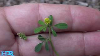 About the Alfalfa plant [upl. by Ardyce]