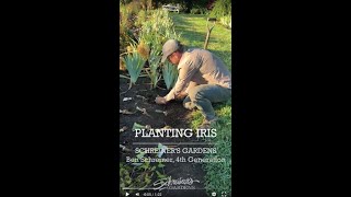 How To Plant Iris with Schreiners Gardens [upl. by Aynosal]