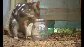 Quoll toad taste test [upl. by Katalin]