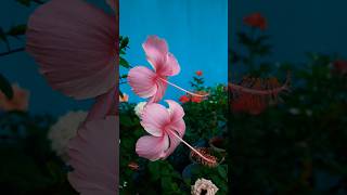 Simple Garden decoration idea ✅️✅️ garden shorts youtubeshorts music uljhan song [upl. by Ammadas340]