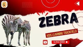 Zebra [upl. by Eidas]