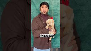 New labra aagaya 😃labrador labradorpuppy labradoor puppy trending doglover puppyvideos [upl. by Magnusson407]