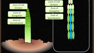 B5 Plant Growth amp Meristems [upl. by Catarina739]