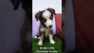 巧克力白三色边境牧羊犬Border Collie TRI COLOR ready to home 0162126163 Selangor [upl. by Leahcimal399]