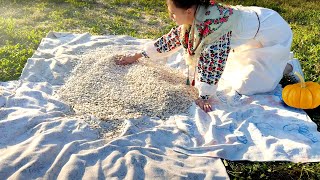 Quiet Countryside Life Harvesting and Cooking Delicious Pumpkin Porridge [upl. by Urban]