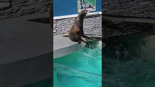 Sea Lion Show So Cute conservation [upl. by Enaht]