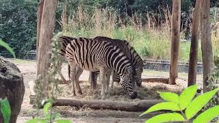 HEIDELBERG ZOO GERMANY 🇩🇪  EDEN SCHŌNHERR enjoy travel edenschönherr [upl. by Nospmis112]