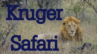 Kruger National Park Wildlife Safari [upl. by Kit]