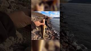 Fall WALLEYE and SAUGER on The Ohio River fishtok walleye fishing fyp fish [upl. by Charil]