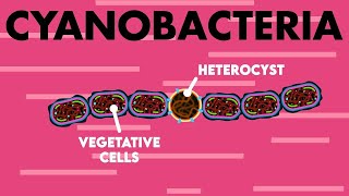 Class 11th – Cyanobacteria – Introduction  Biological Classification  Tutorials Point [upl. by Cotsen487]