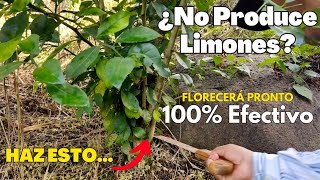 Por esta razón tu planta de cítrico 🍋 NO CRECE NI PRODUCE FRUTOS debes actuar ya [upl. by Mayhs]