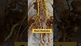 Root nodules  bacteria live in the roots of leguminous plantsviral students science [upl. by Sallyann]